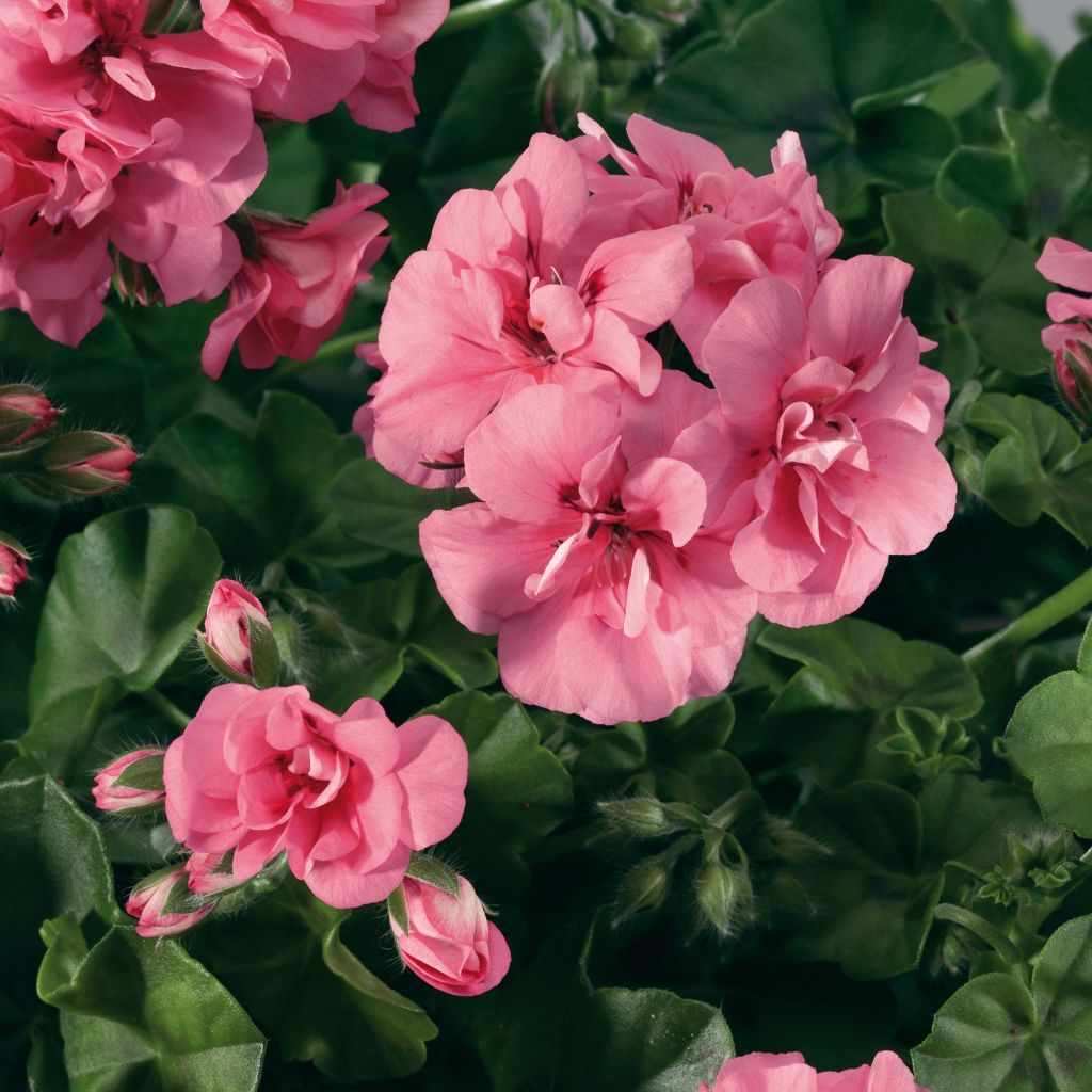 Pelargonium Big 5 Light Pink - Ivy Geranium