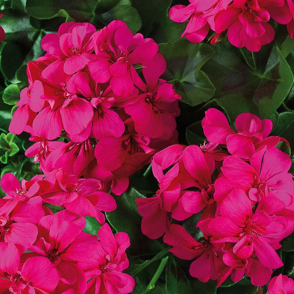 Pelargonium Big 5 Neon Pink - Ivy Geranium