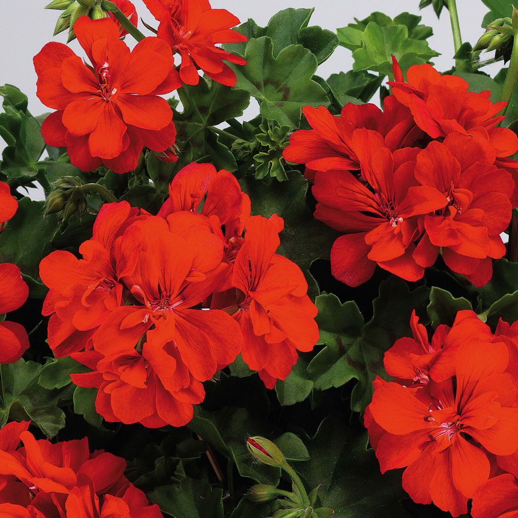 Pelargonium Big 5 Red Devil - Ivy Geranium