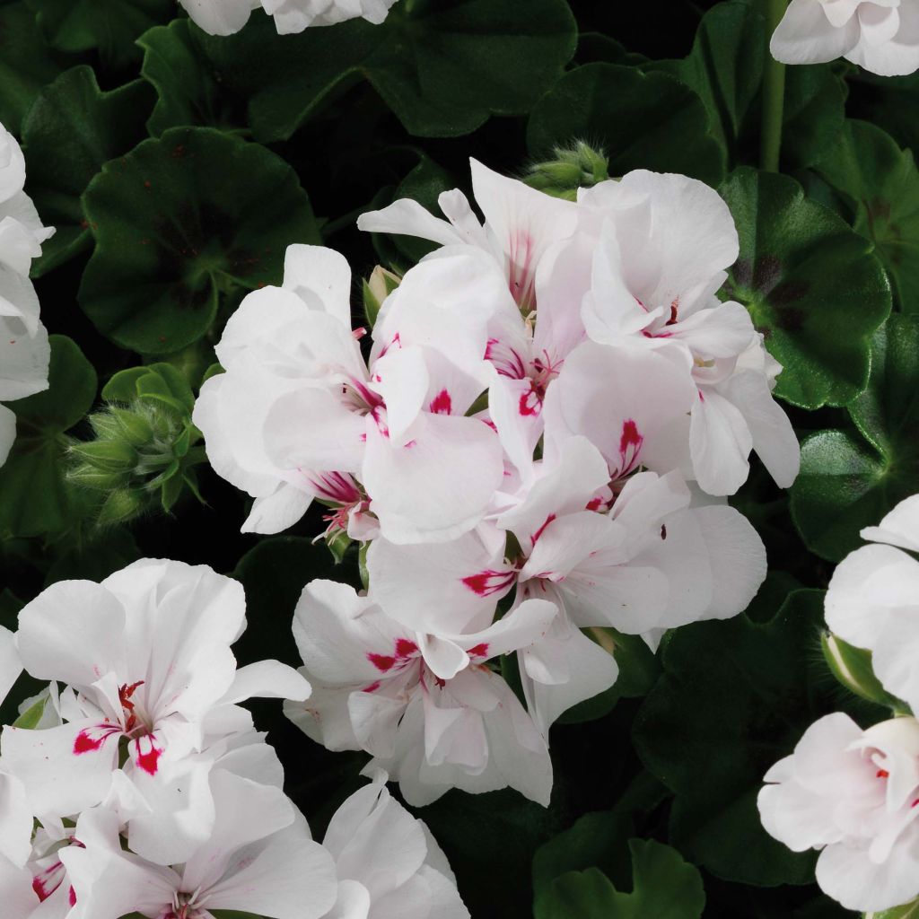 Pelargonium Big 5 White - Ivy Geranium