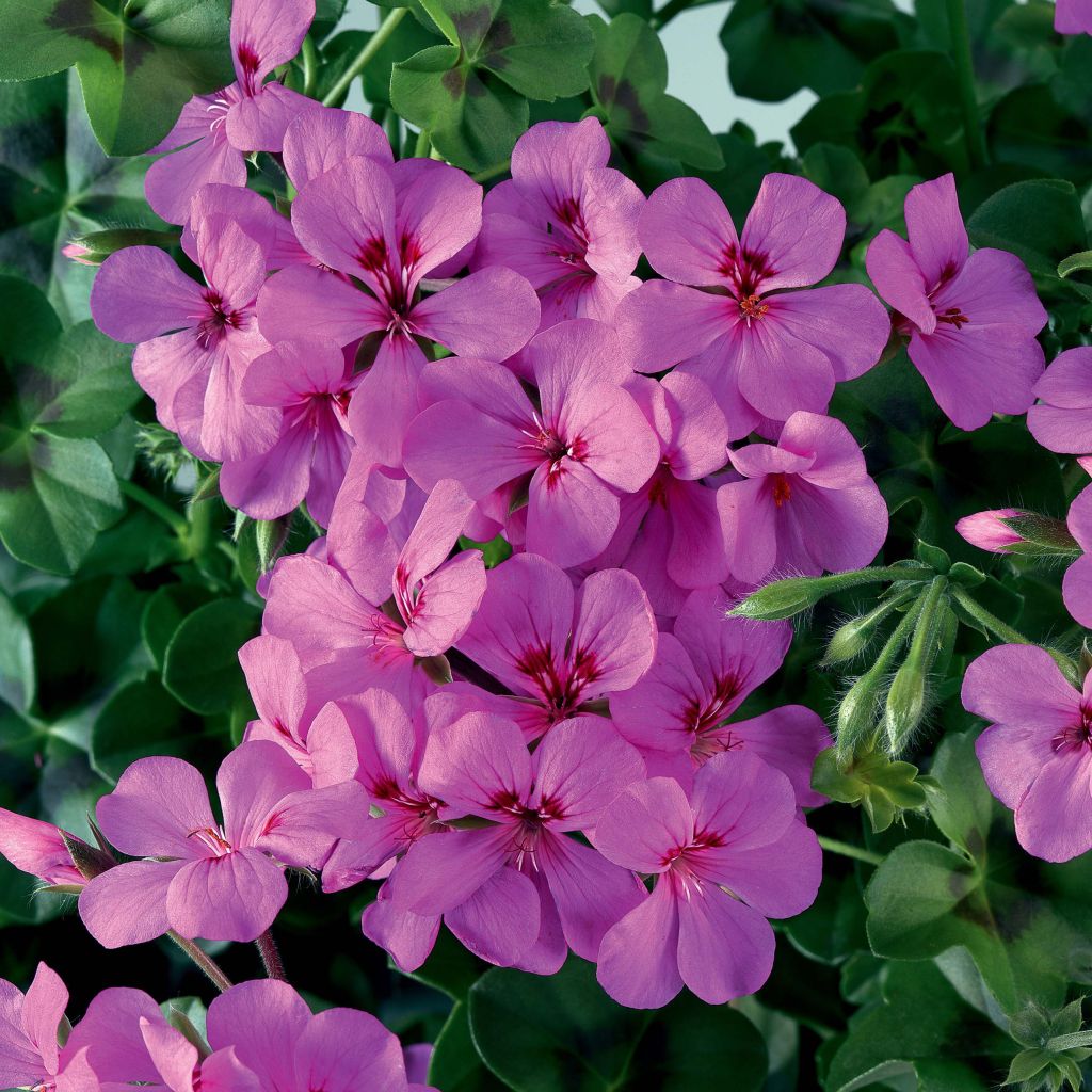 Pelargonium Rainbow Amethyst - Ivy Geranium