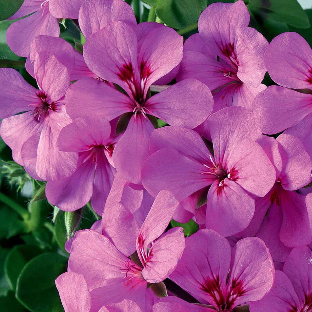 Pelargonium Rainbow Amethyst - Ivy Geranium