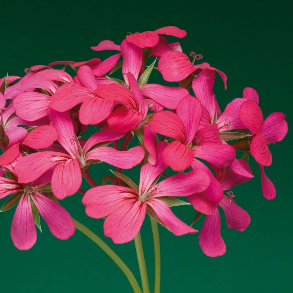 Pelargonium Balcon Noa - Ivy Geranium