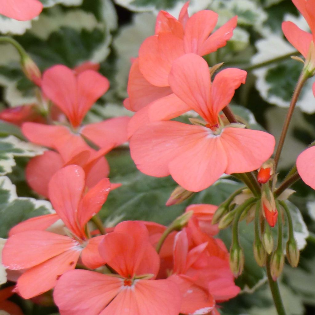 Pelargonium Frank Headley