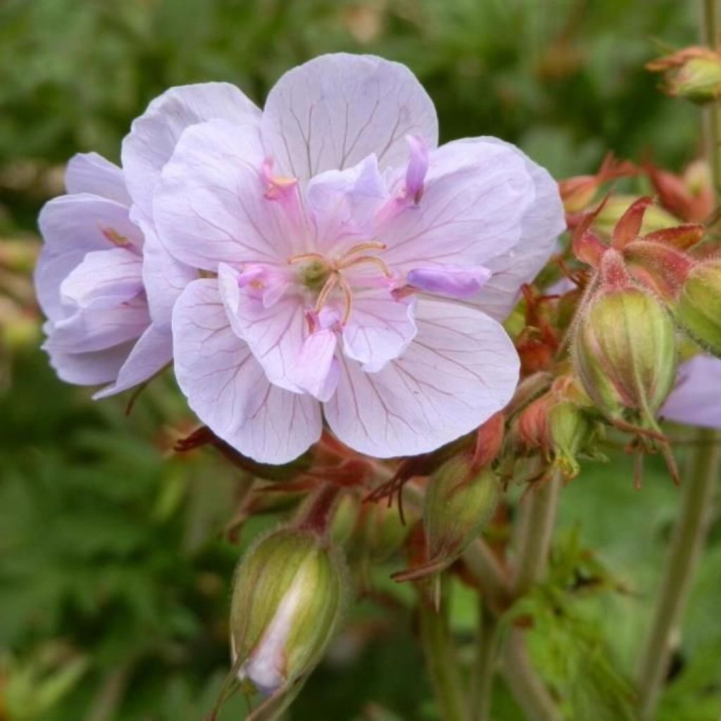 Geranium pratense Else Lacey