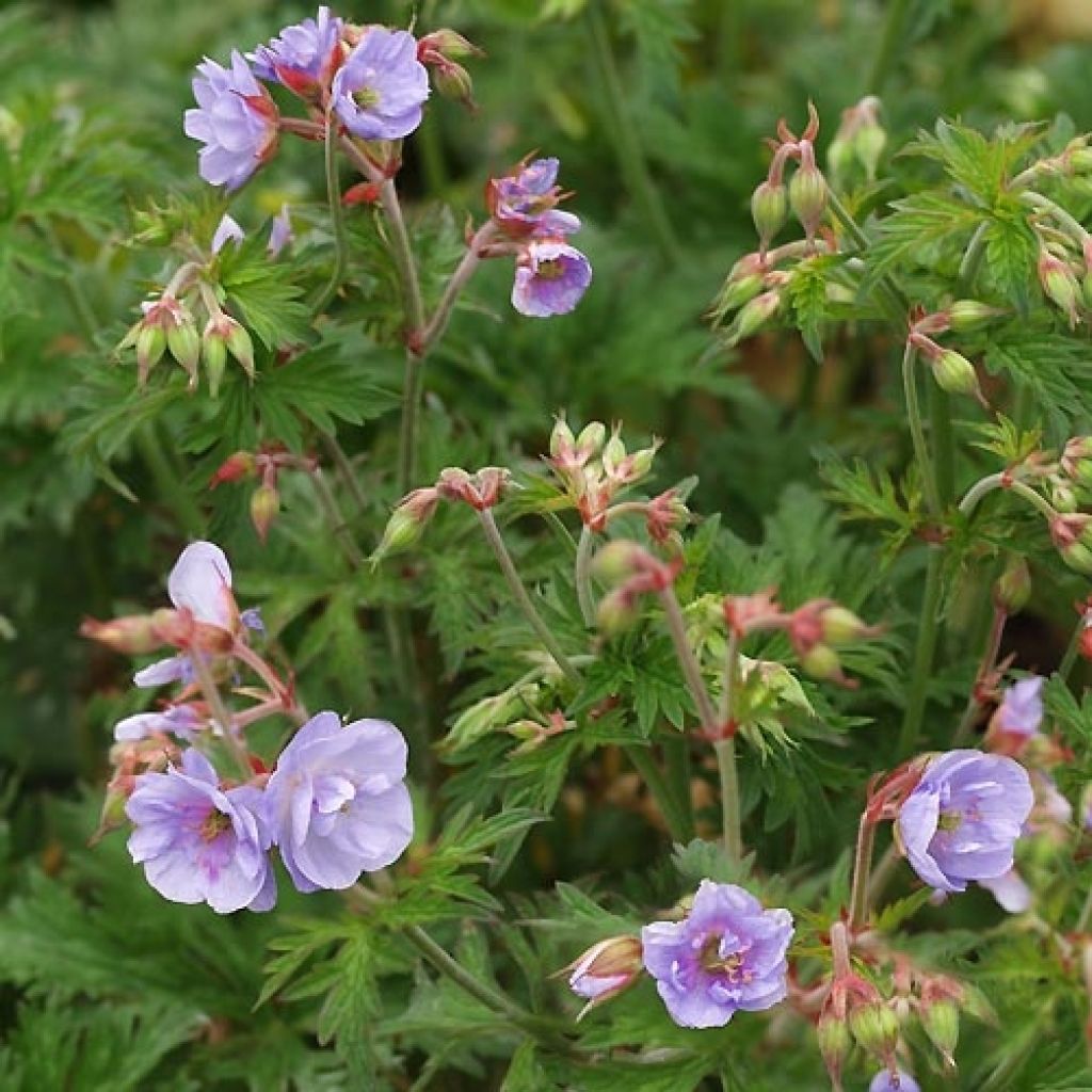 Geranium pratense Else Lacey