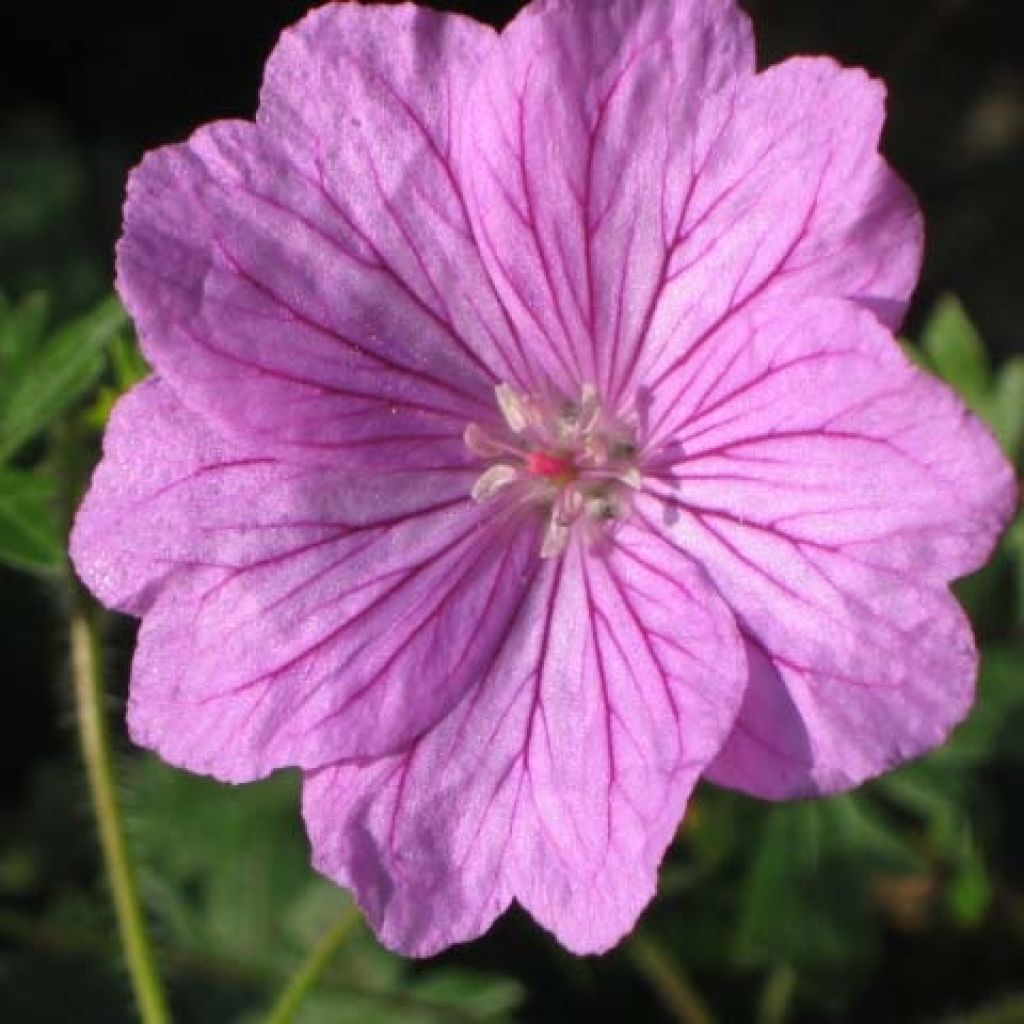 Geranium sanguineum Blushing Turtle