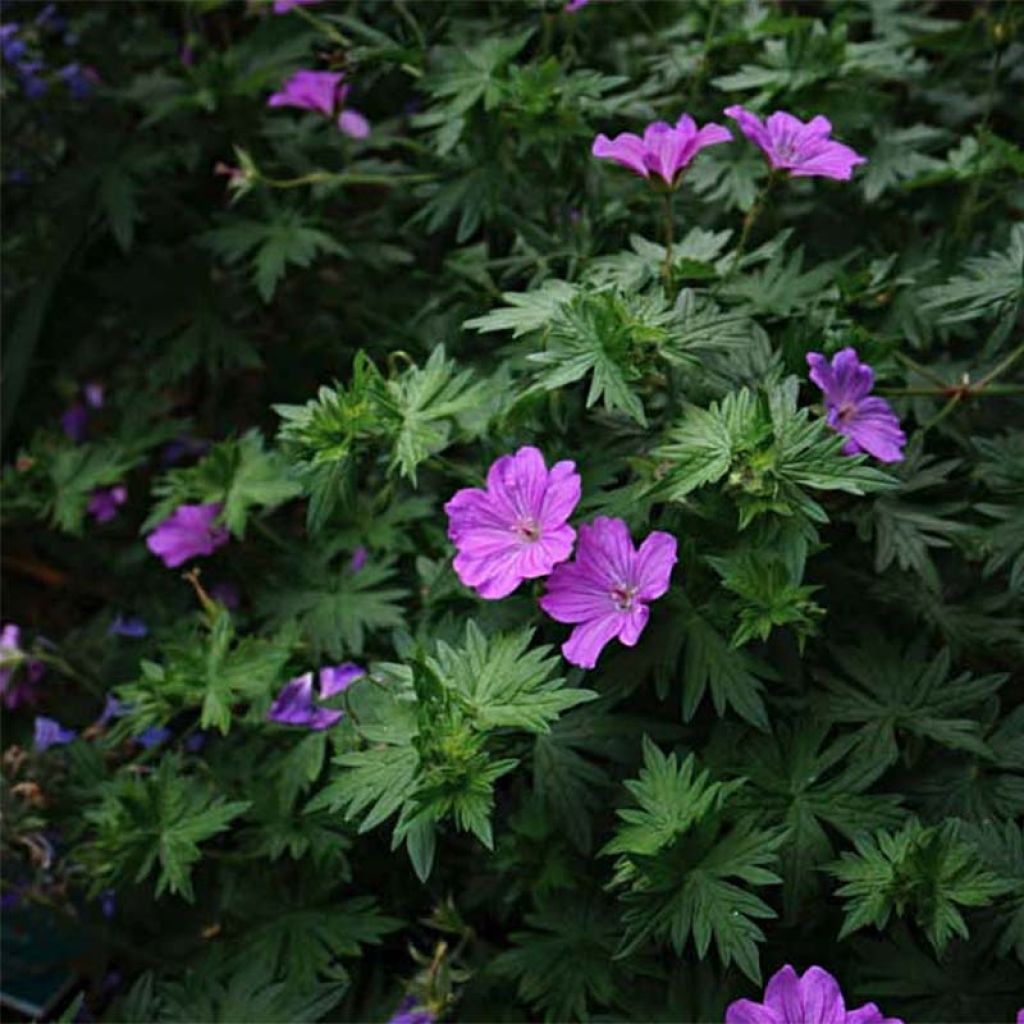 Geranium sanguineum Blushing Turtle