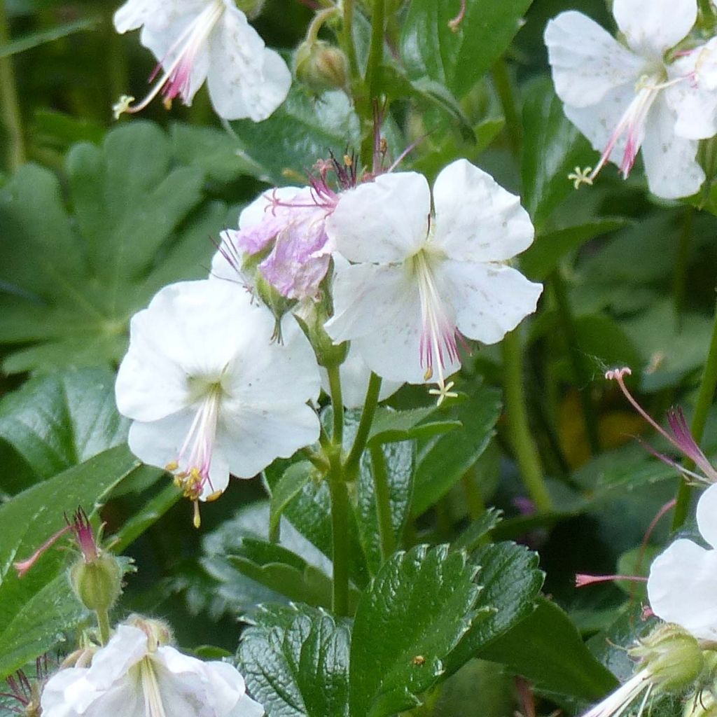 Geranium cantabrigiense St Ola