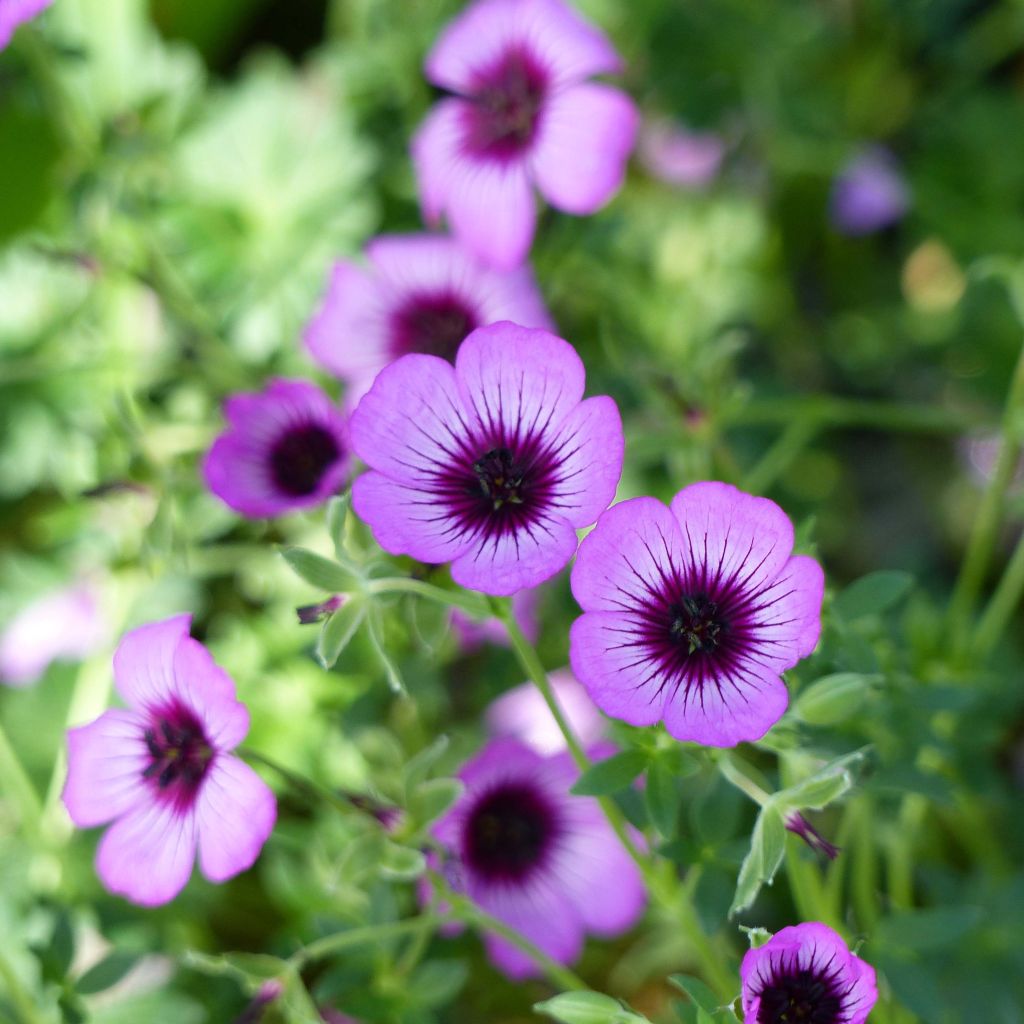 Geranium cinereum Jolly Jewel Night