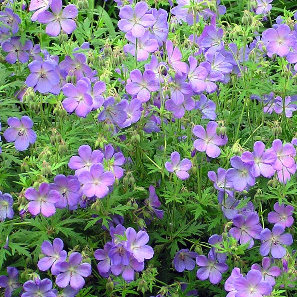 Geranium Johnsons blue