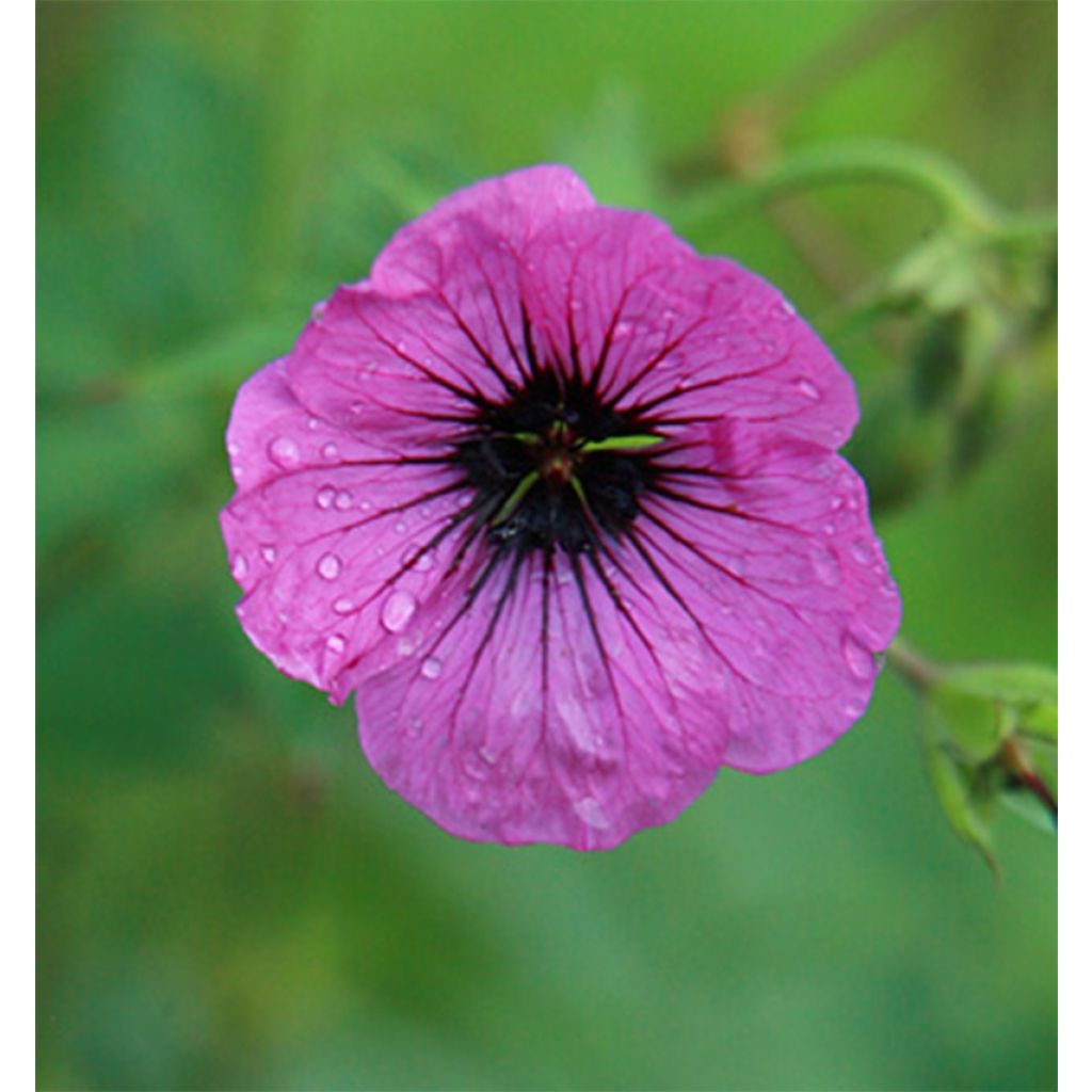 Geranium Patricia