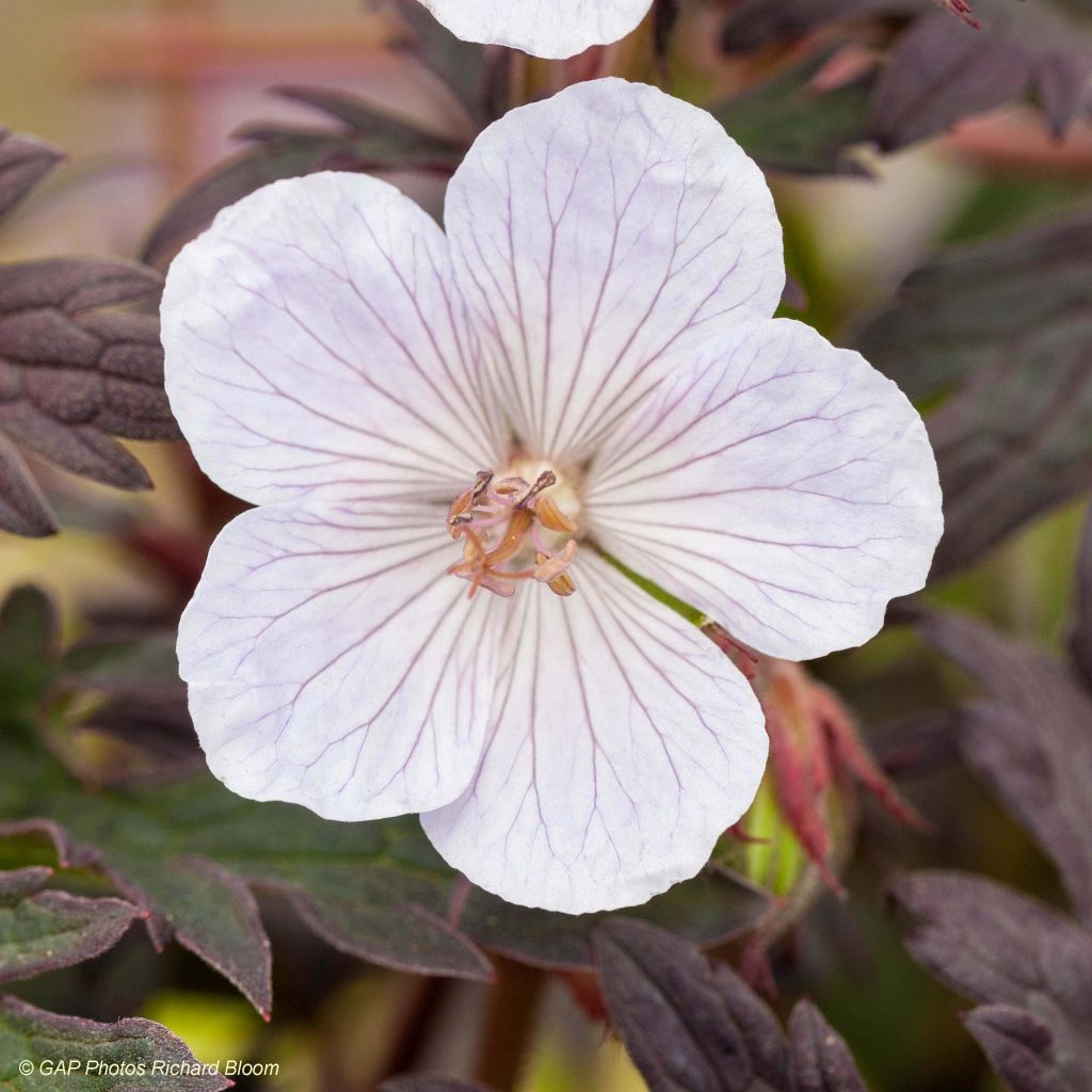 Geranium pratense Black n white Army