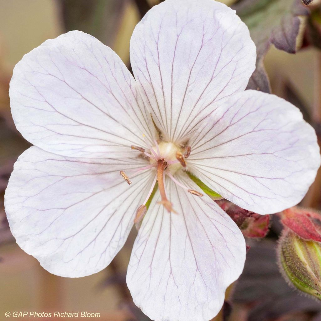 Geranium pratense Black n white Army