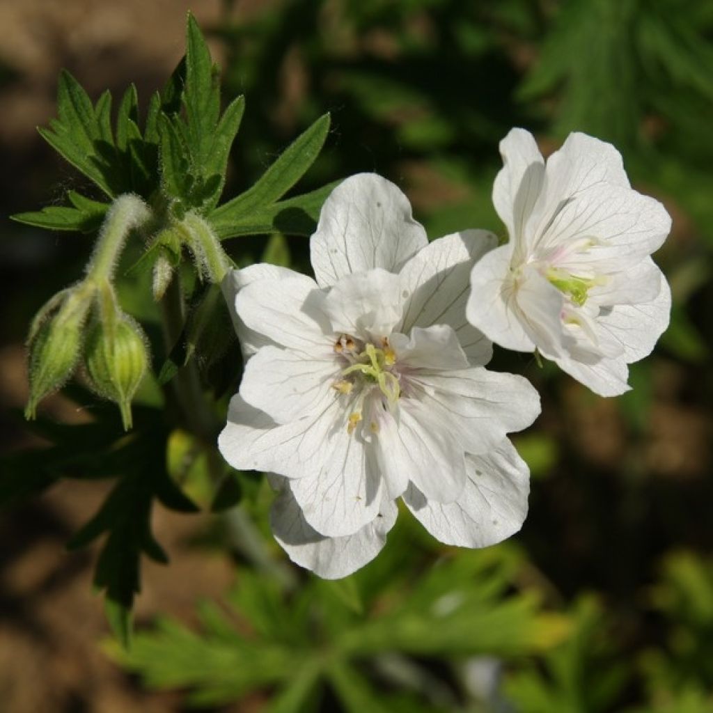 Geranium pratense Plenum Album