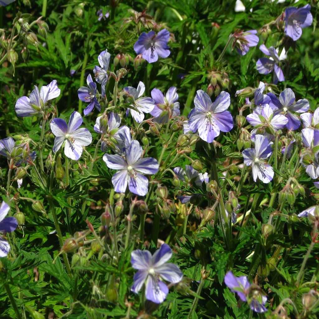 Geranium pratense Splish Splash