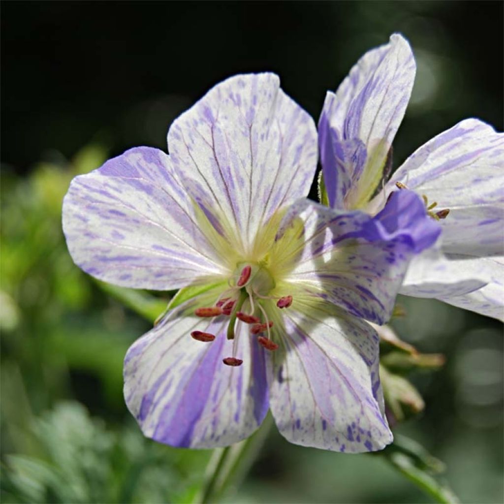 Geranium pratense Splish Splash