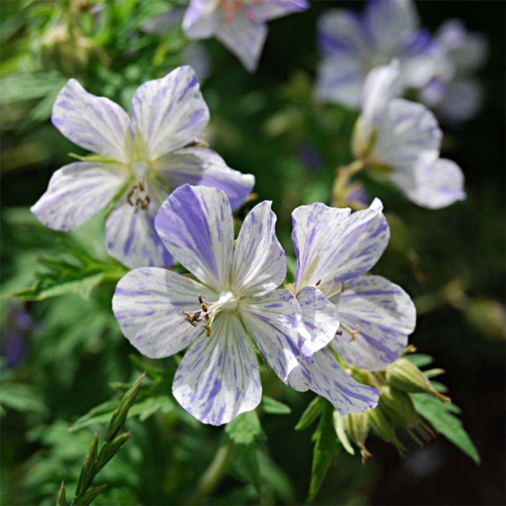 Geranium pratense Splish Splash