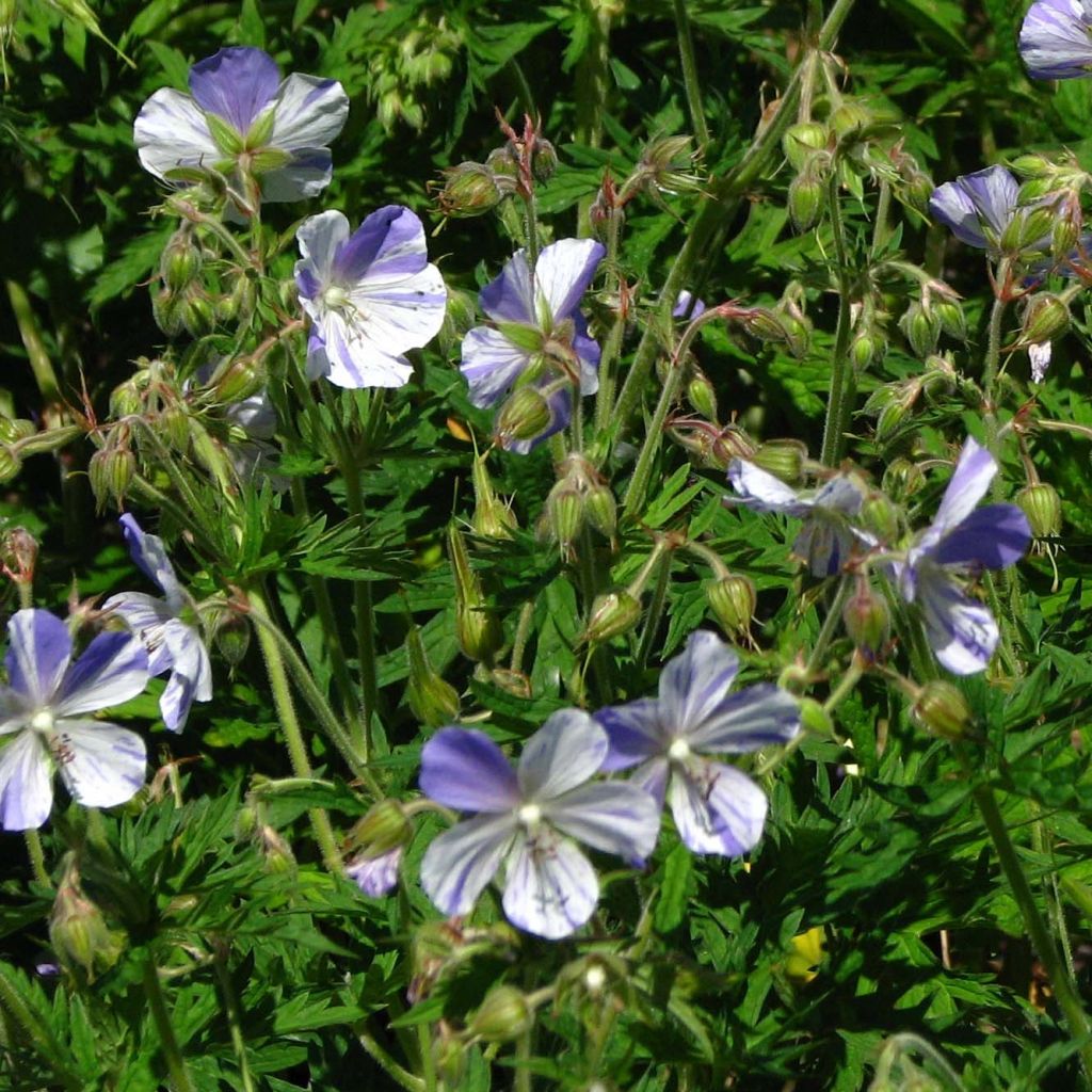 Geranium pratense Splish Splash