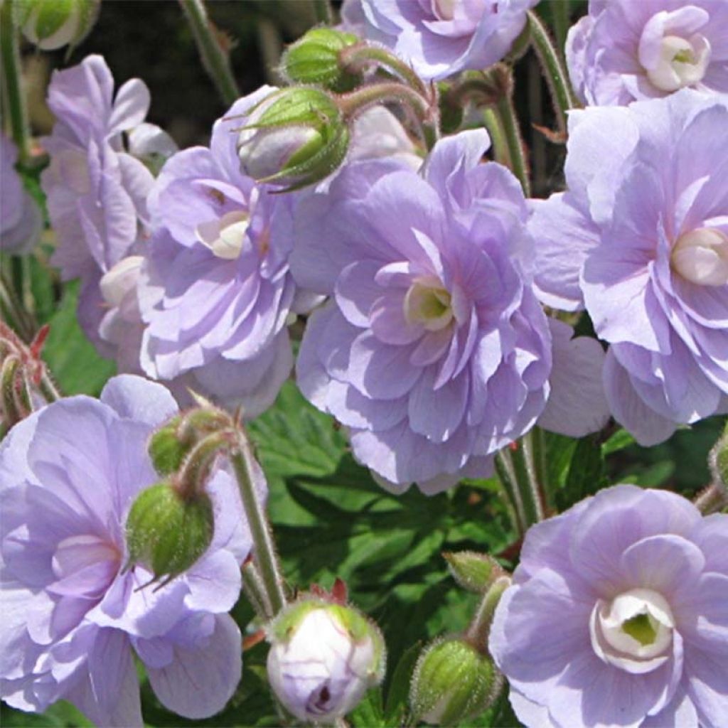 Geranium pratense Summer Skies