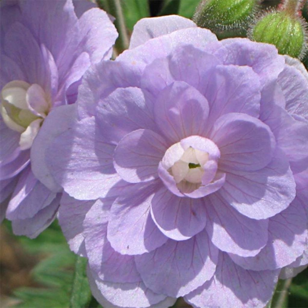 Geranium pratense Summer Skies