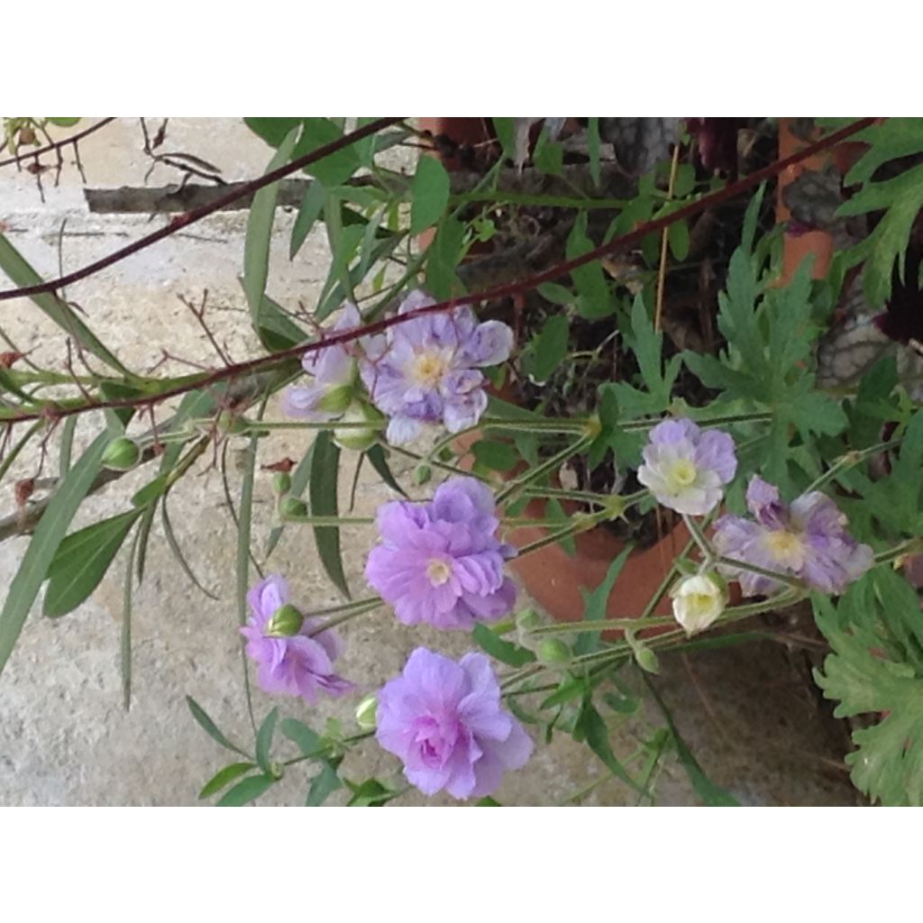 Geranium pratense Summer Skies