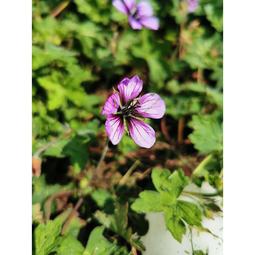 Geranium lambertii  procurrens Salomé