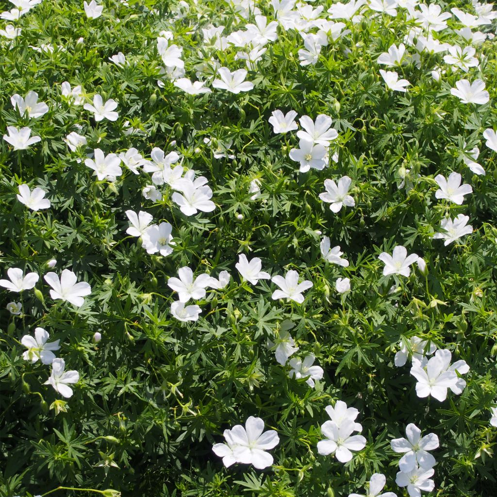 Geranium sanguineum Album