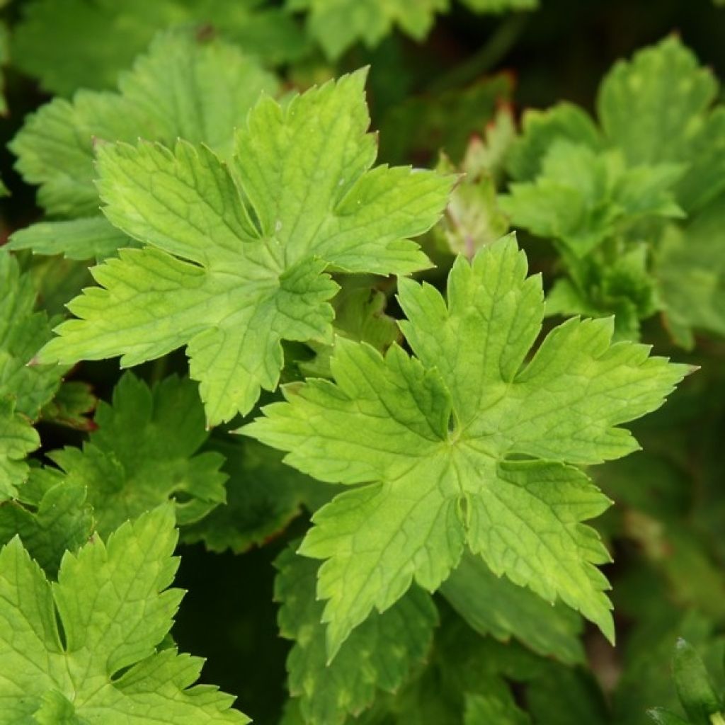 Geranium wallichianum Buxtons Variety