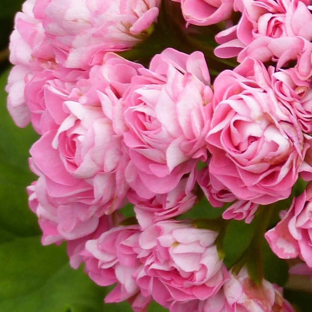 Pelargonium hortorum Apple Blossom Rosebud