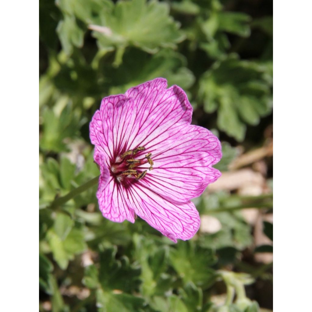 Geranium cinereum Ballerina