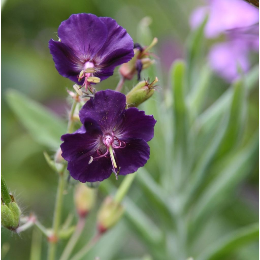 Geranium phaeum Raven