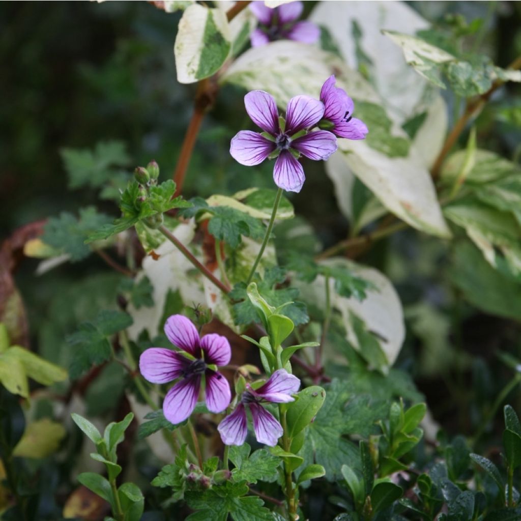 Geranium lambertii  procurrens Salomé