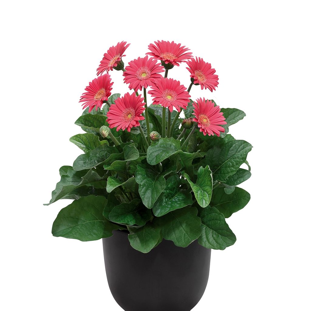 Gerbera Garvinea® Sweet Sweet Heart