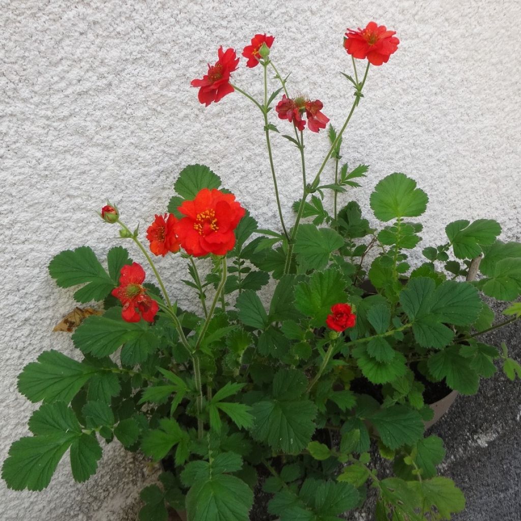 Geum chiloense Mrs Bradshaw