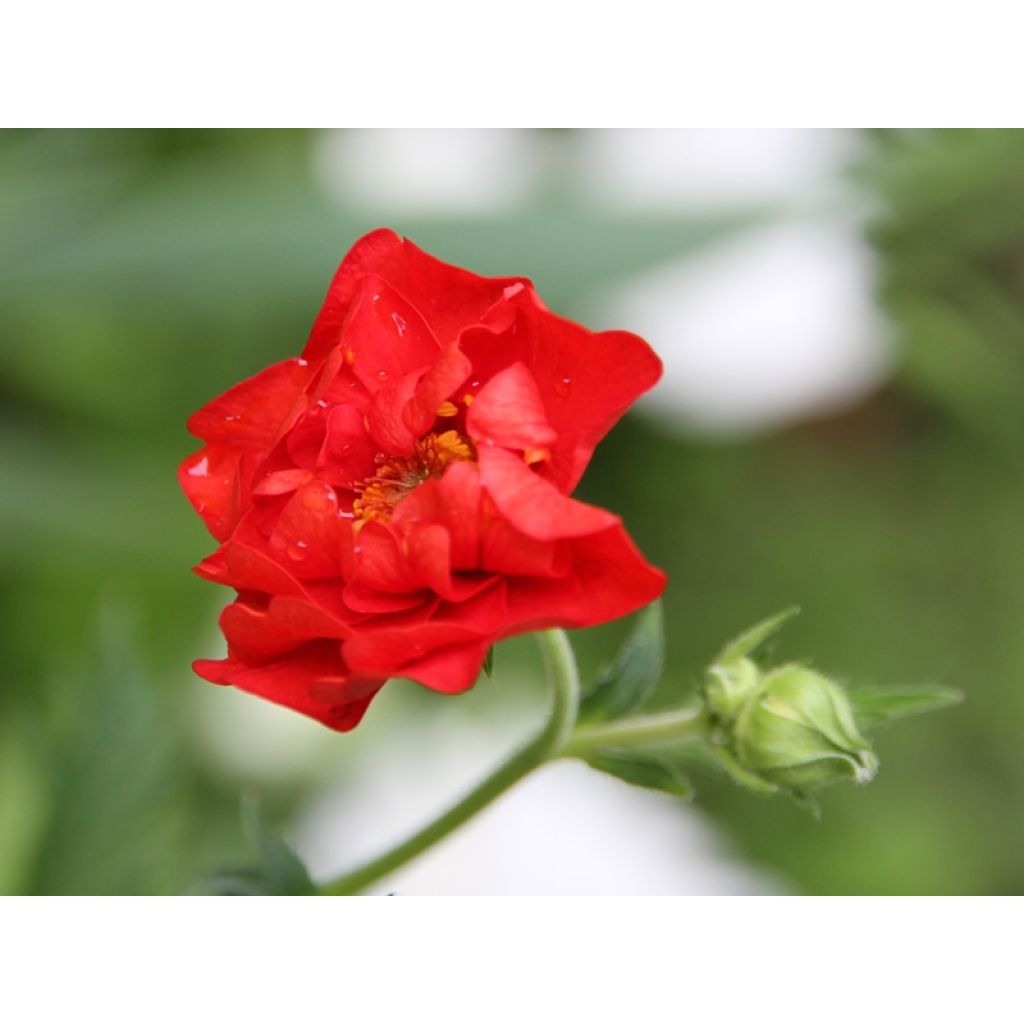 Geum chiloense Mrs Bradshaw