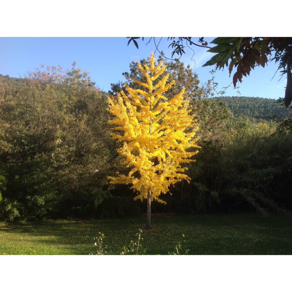 Ginkgo biloba - Maidenhair Tree