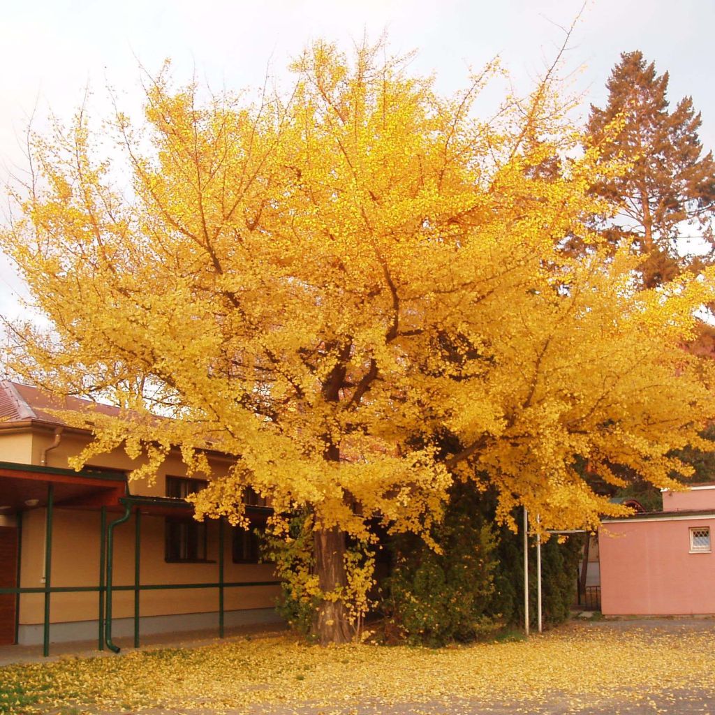 Ginkgo biloba - Maidenhair Tree