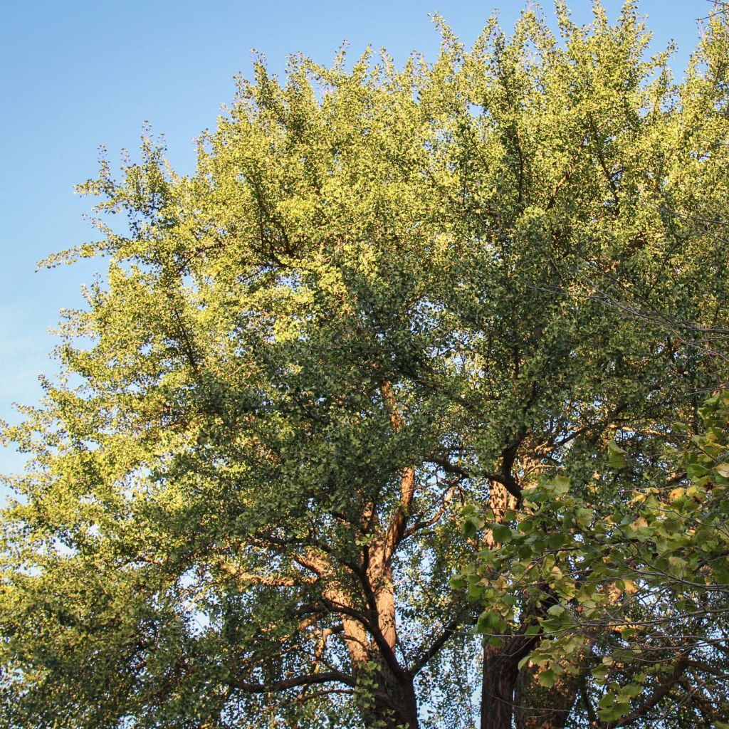 Ginkgo biloba - Maidenhair Tree