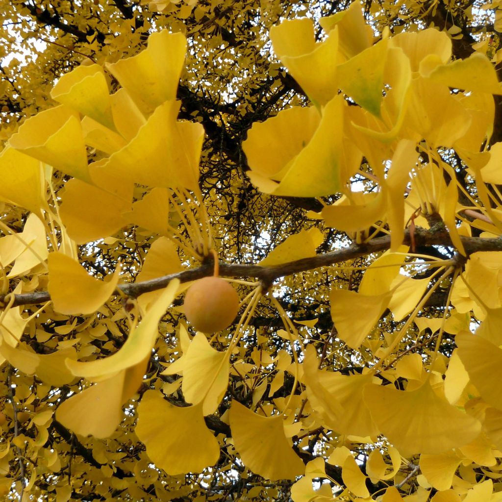 Ginkgo  biloba 