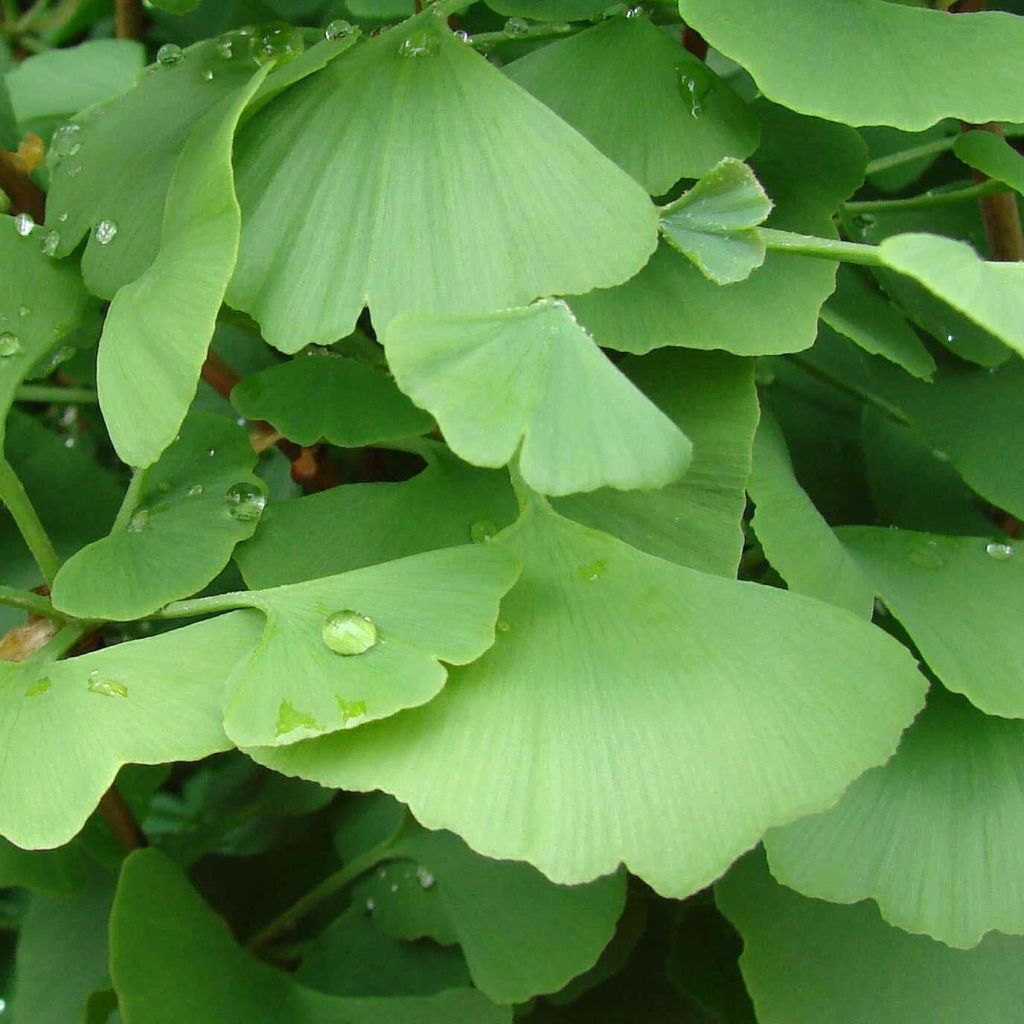 Ginkgo biloba - Maidenhair Tree