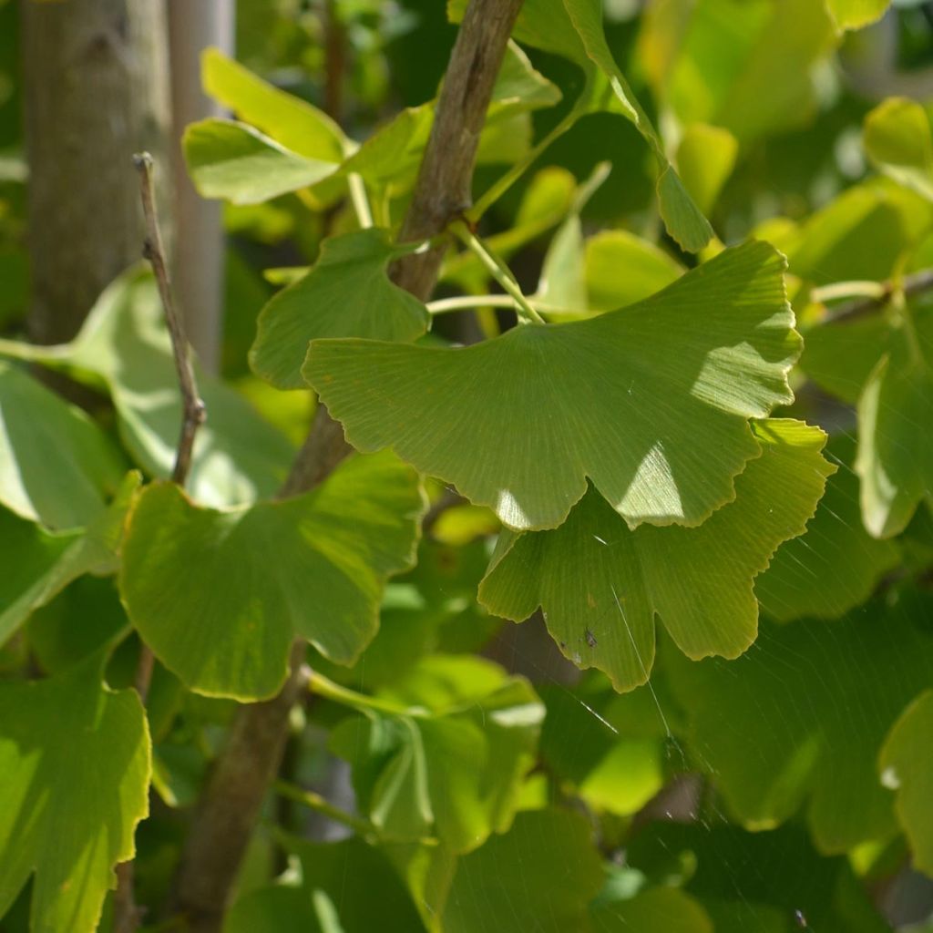 Ginkgo biloba - Maidenhair Tree