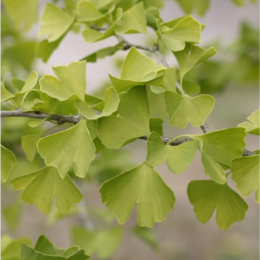 Ginkgo biloba - Maidenhair Tree