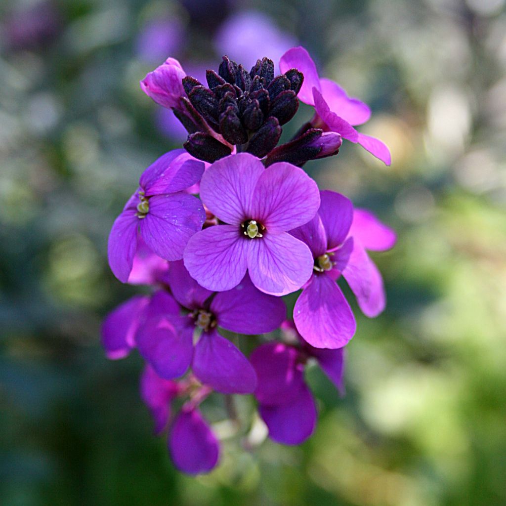 Giroflée arbustive - Erysimum bowles mauve