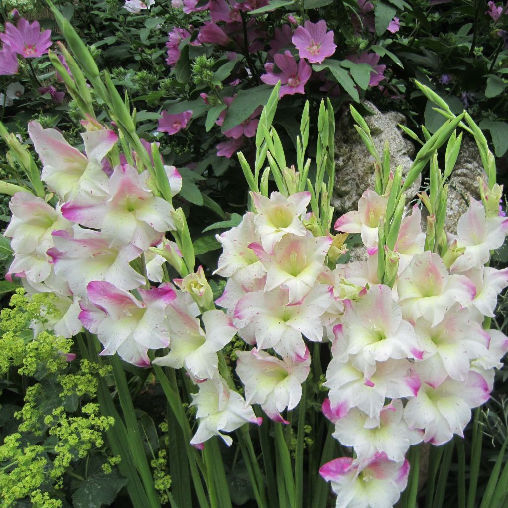 Gladiolus Frozen Sparks - Sword Lily