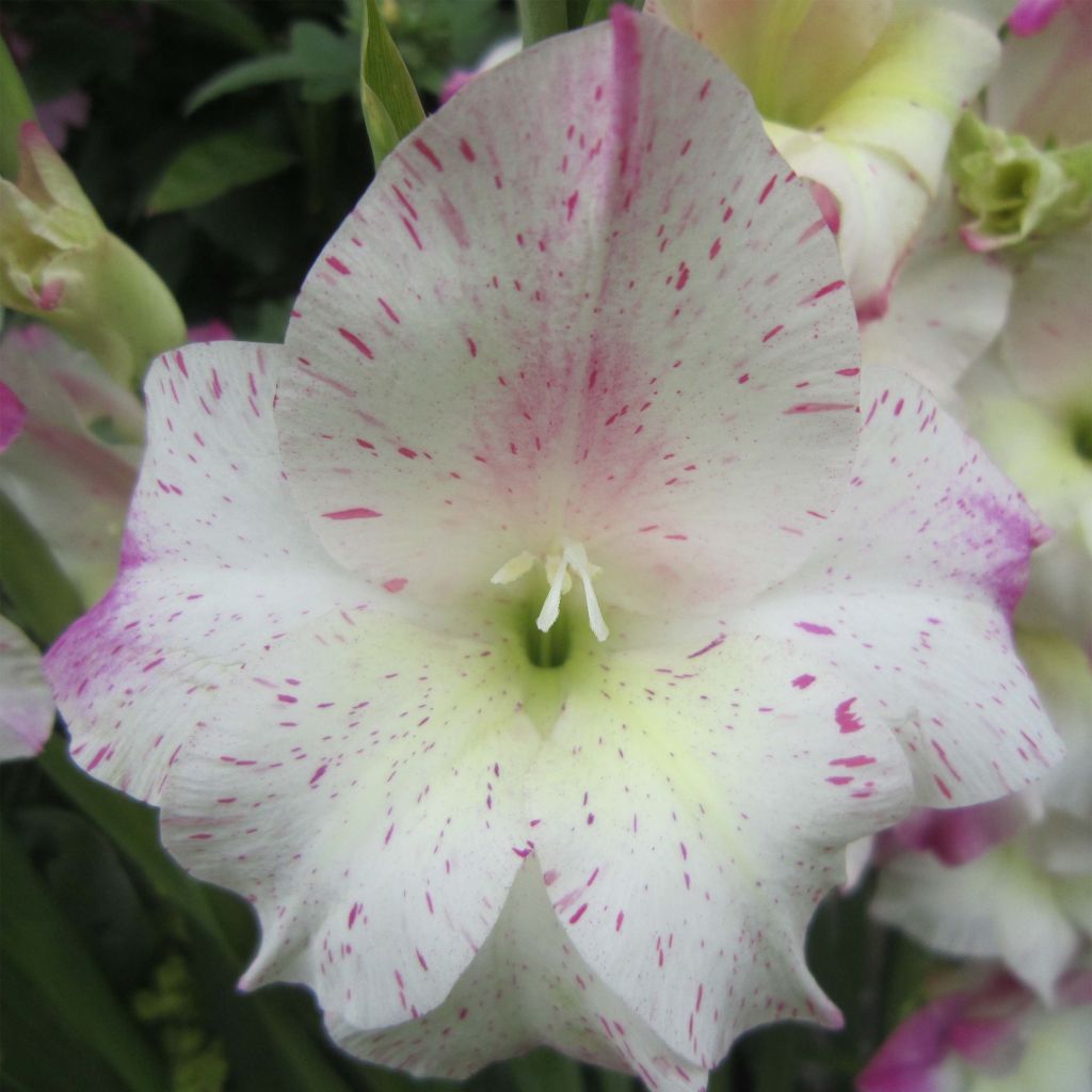 Gladiolus Frozen Sparks - Sword Lily