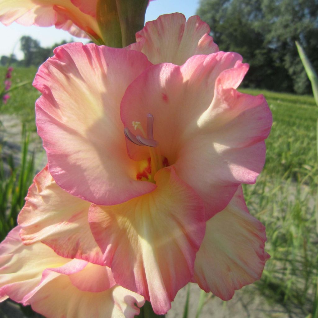 Gladiolus Fragrant Lady - Sword Lily