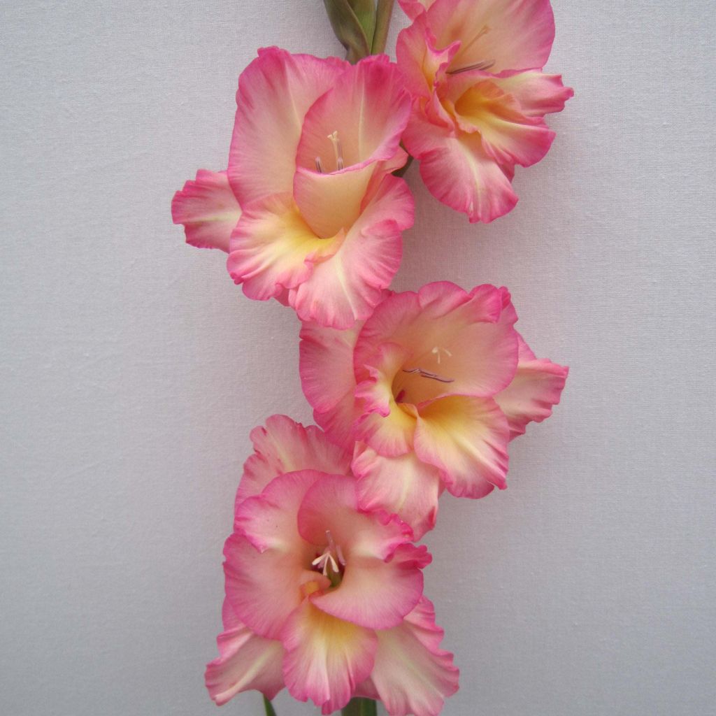 Gladiolus Fragrant Lady - Sword Lily