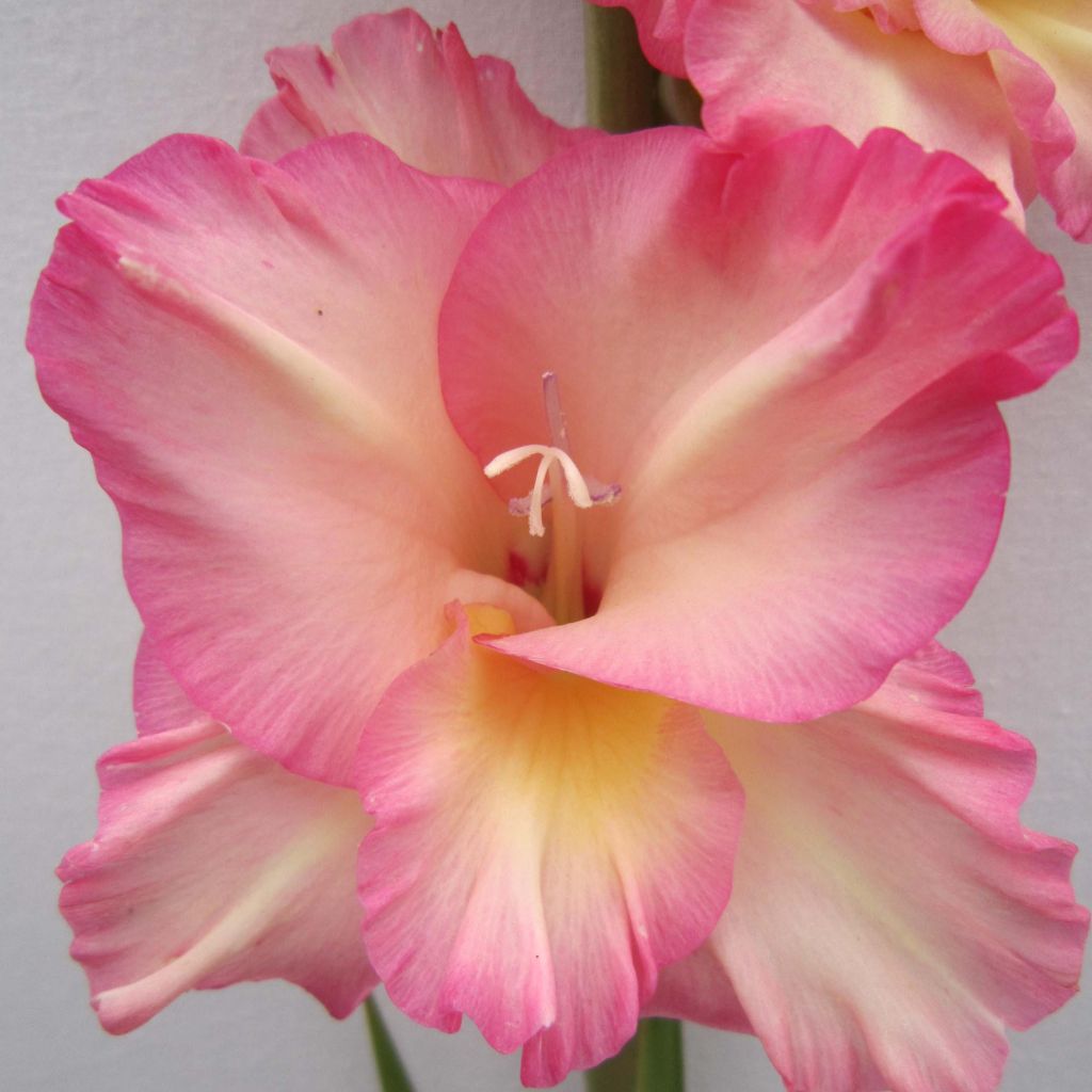 Gladiolus Fragrant Lady - Sword Lily