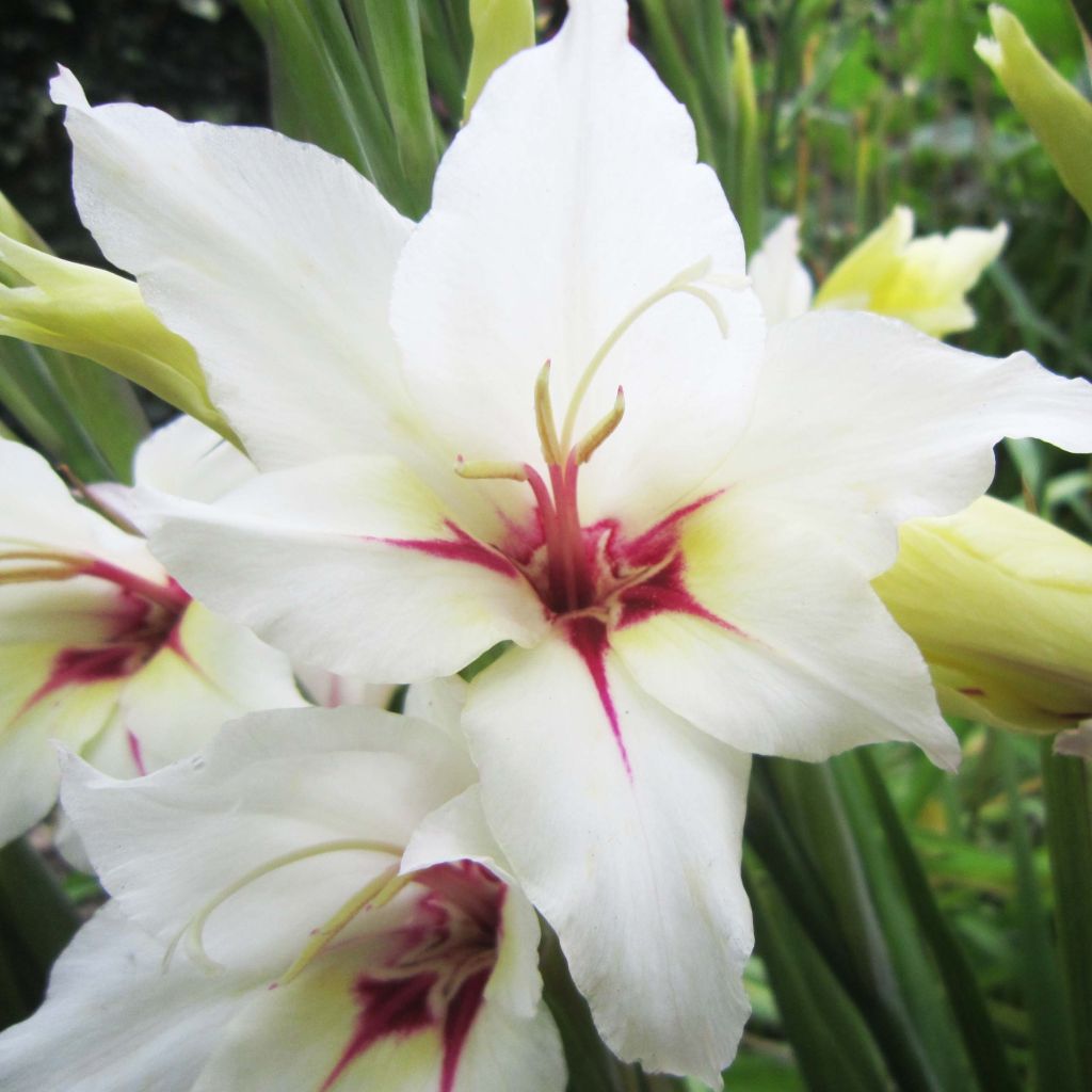 Gladiolus x callianthus Lucky Star - Abyssinian gladiolus